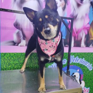Grooming Peluqueria (1)