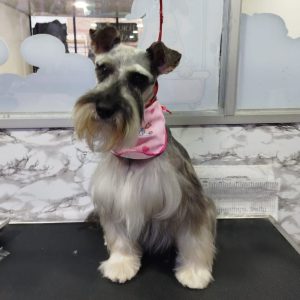 Grooming Peluqueria (10)