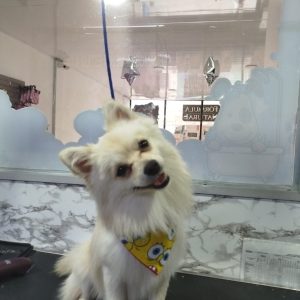 Grooming Peluqueria (12)