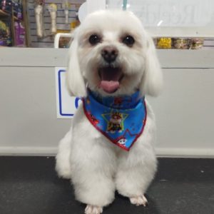 Grooming Peluqueria (13)