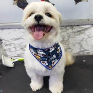Grooming Peluqueria (14)