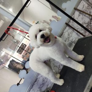 Grooming Peluqueria (3)