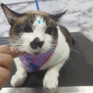Grooming Peluqueria (4)