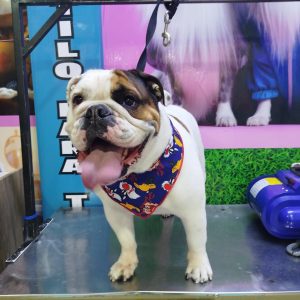 Grooming Peluqueria (5)