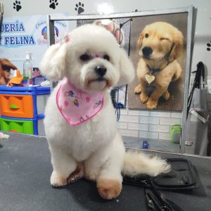 Grooming Peluqueria (6)