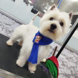 Grooming Peluqueria (7)