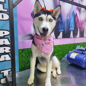 Grooming Peluqueria (9)